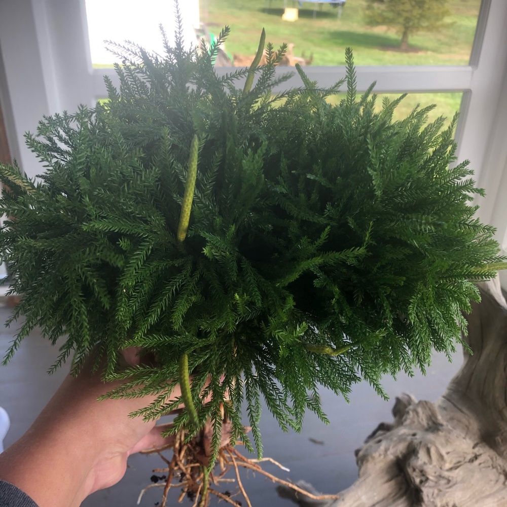 COPY - 3 Bundles of rare clubmoss princess pine